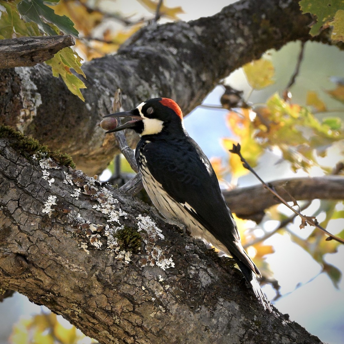 Желудёвый дятел - ML644573223