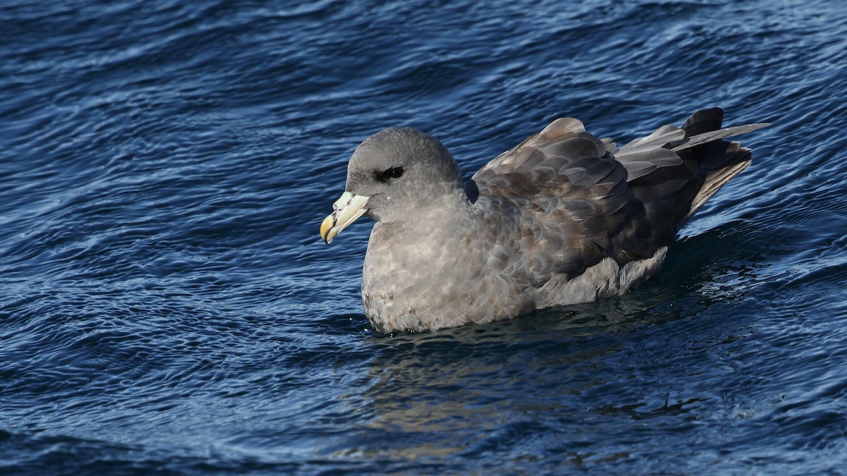 Буревісник кочівний - ML644573230