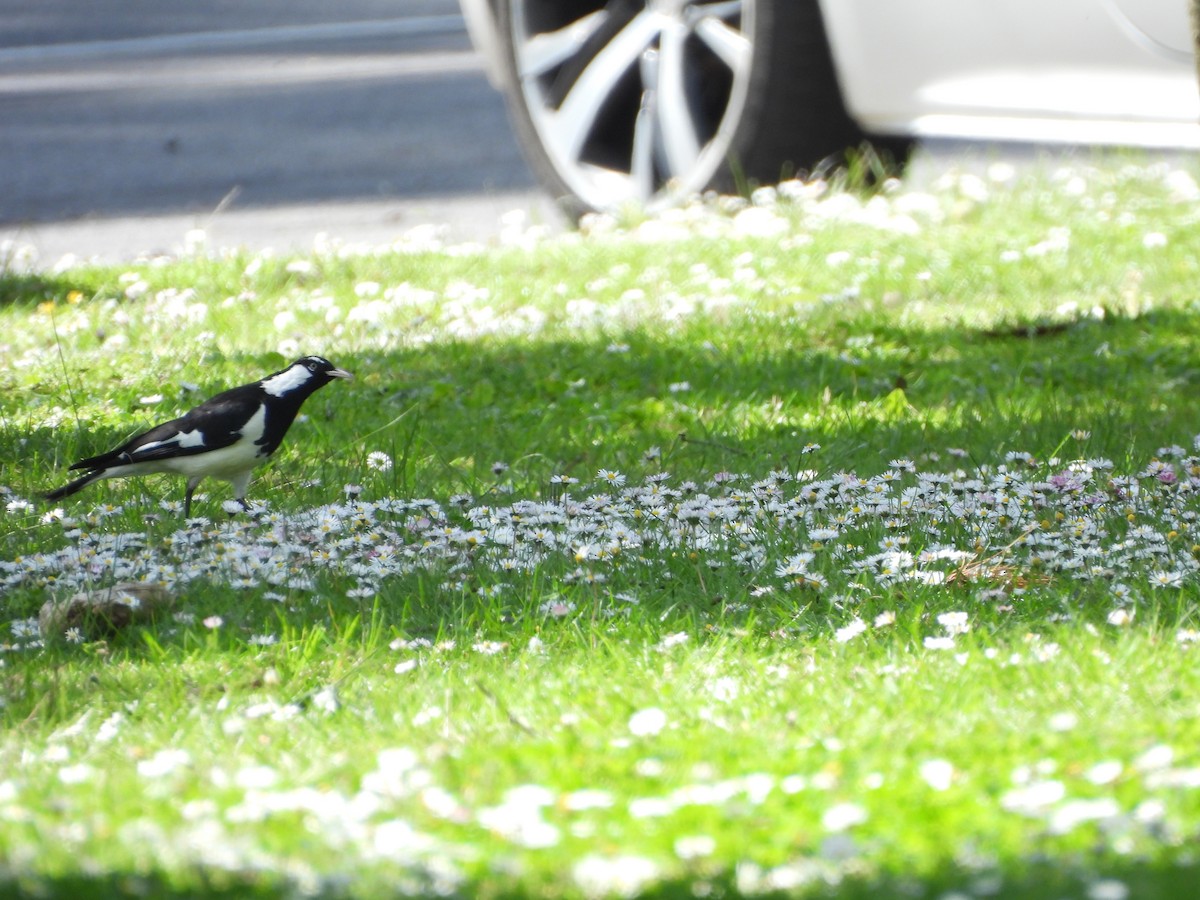 Скунда австралійська - ML644573231