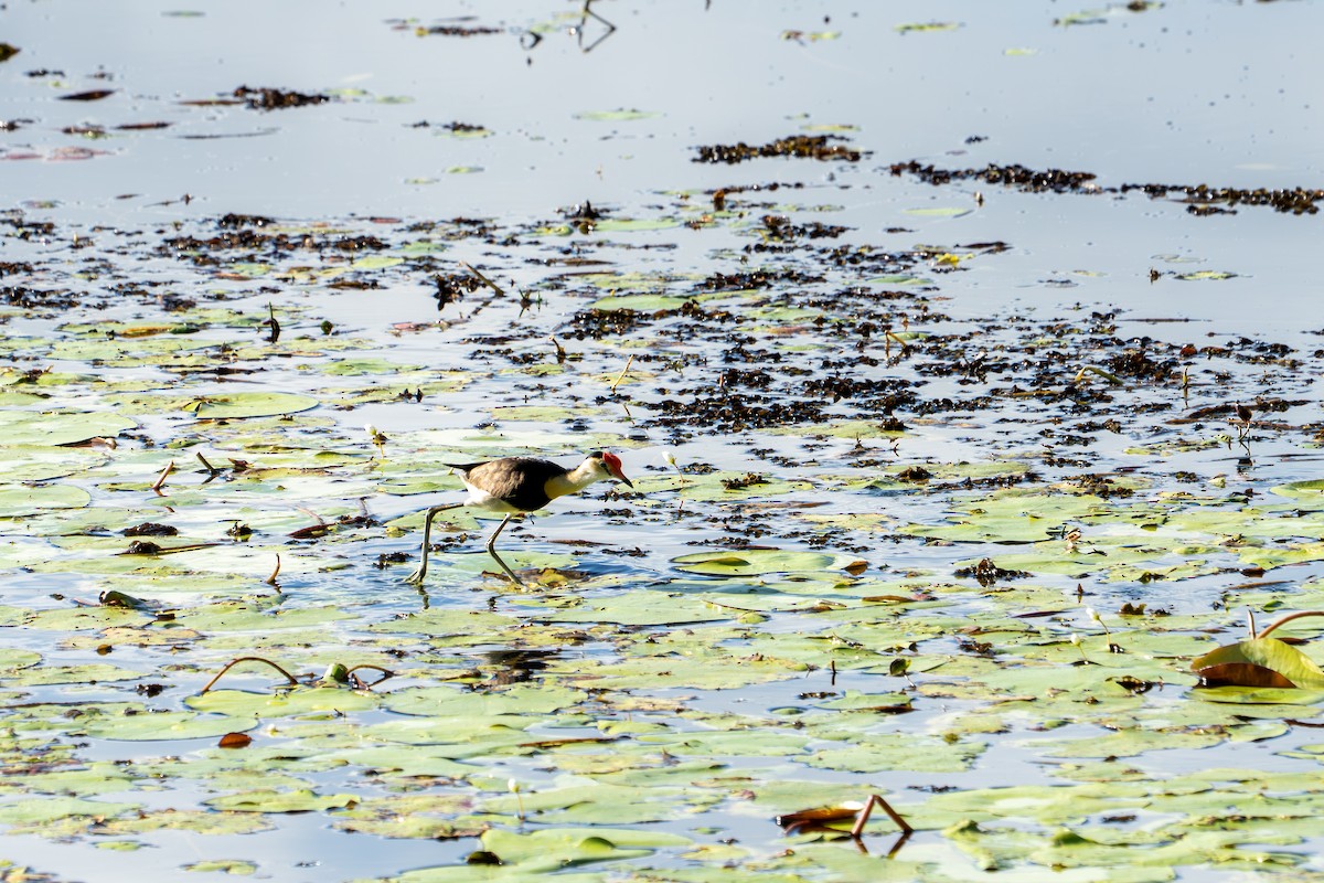 Якана гребінчаста - ML644573232