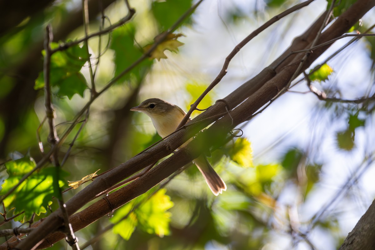 Віреон короткокрилий (підвид bellii/medius) - ML644573233