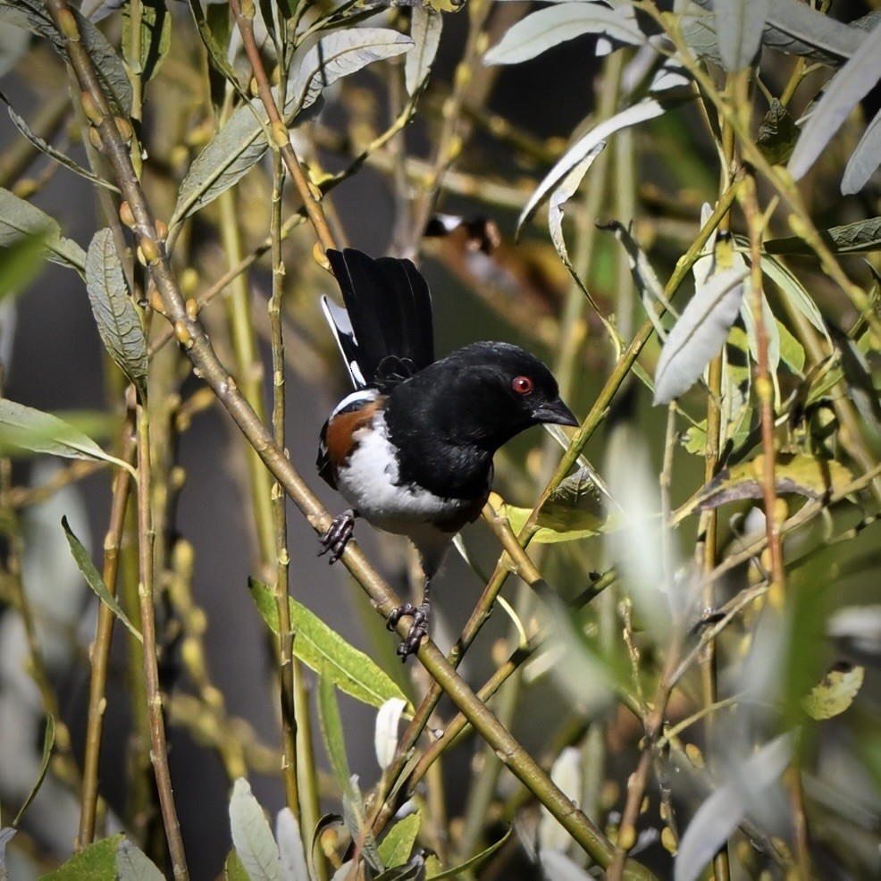 Тауї плямистий - ML644573237