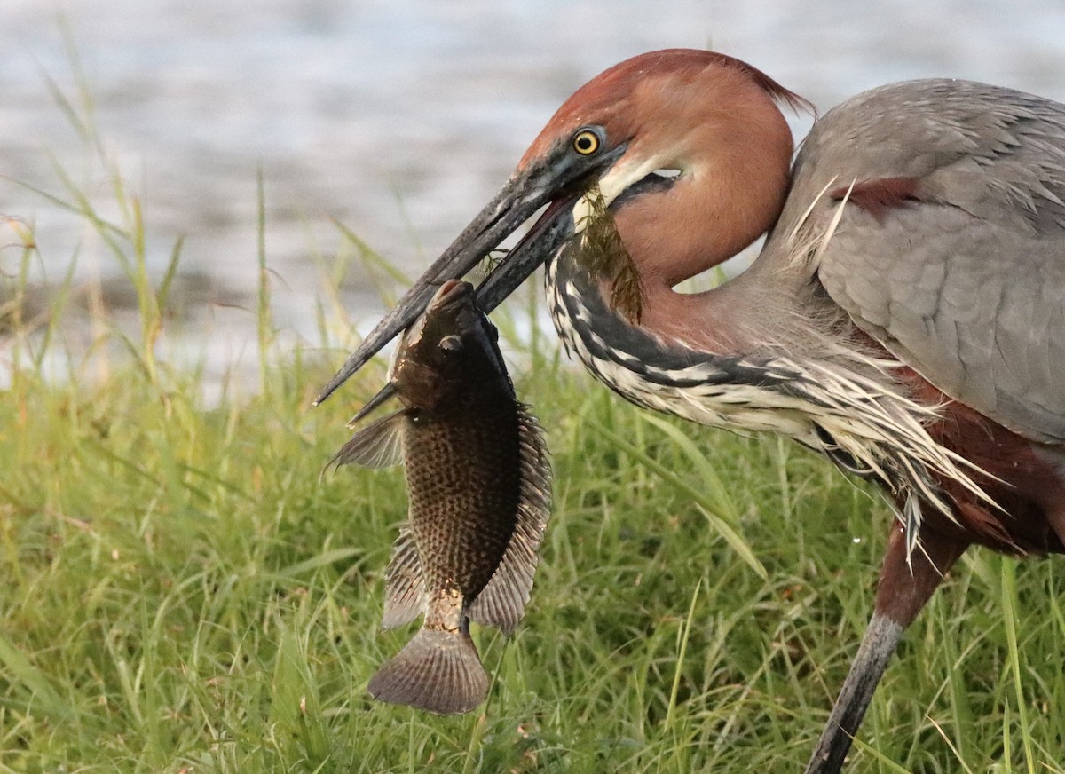 Чапля-велетень - ML644573238