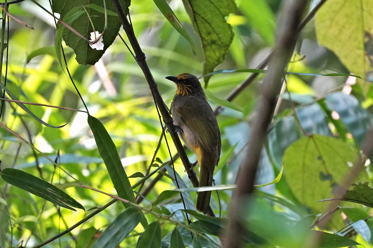 Пестрогорлый бюльбюль - ML644573239