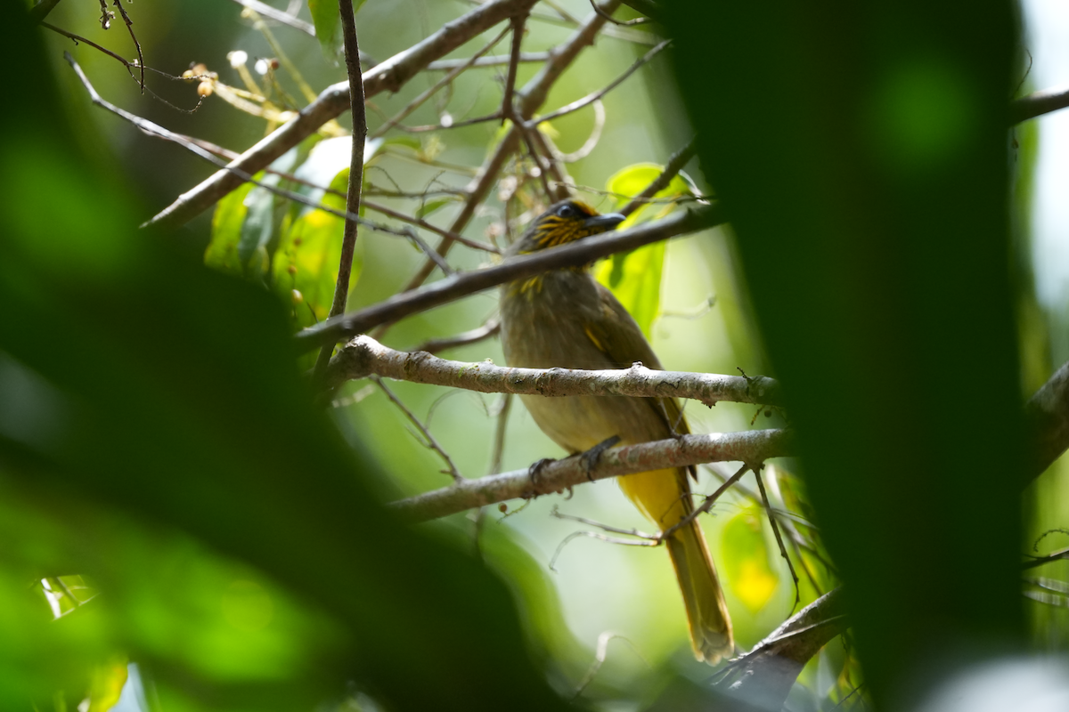 Пестрогорлый бюльбюль - ML644573240