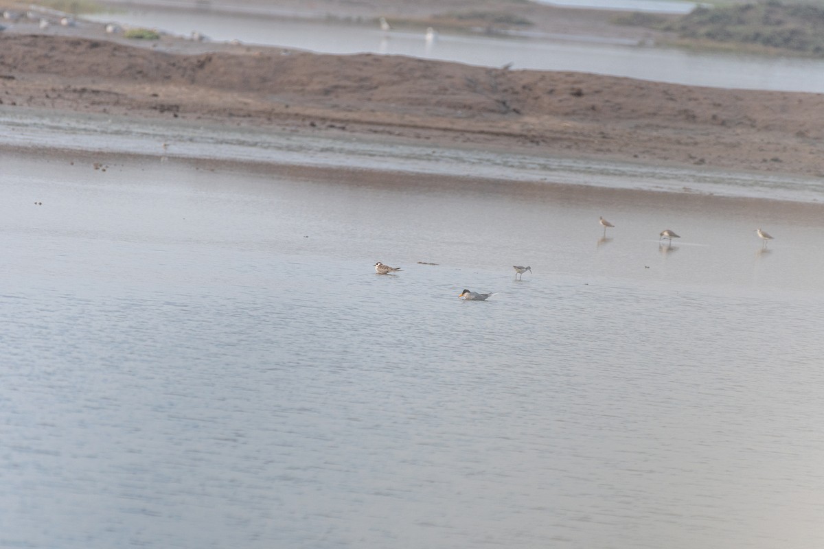 Белокрылая крачка - ML644573241