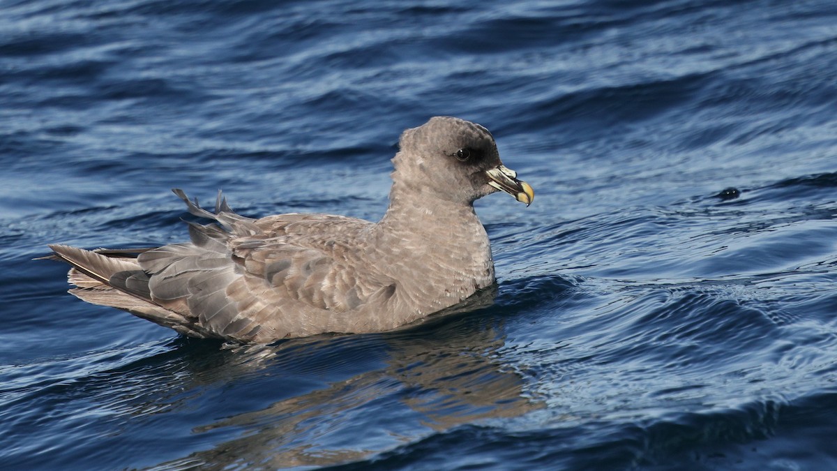 Глупыш - ML644573242