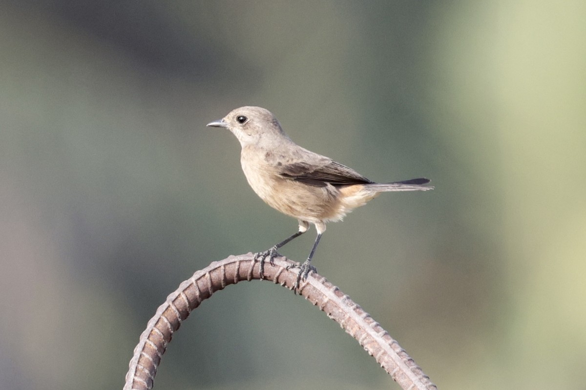 Черный чекан - ML644573243