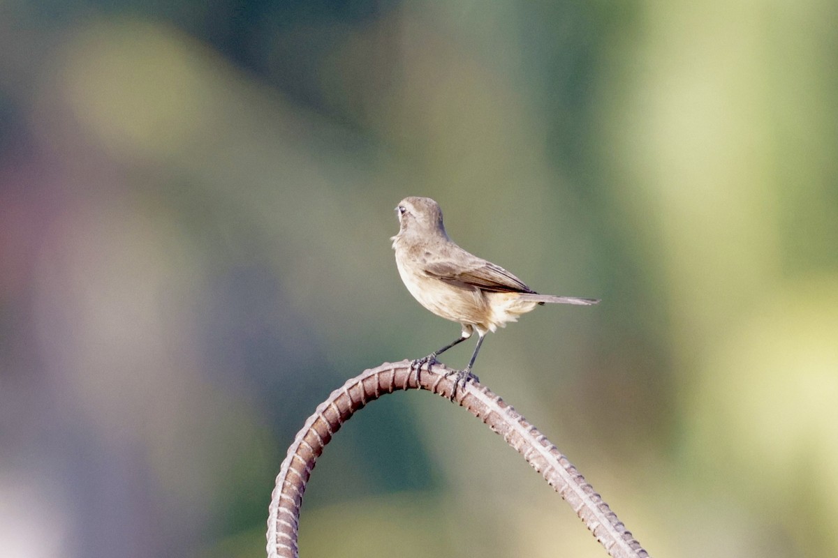 Черный чекан - ML644573244