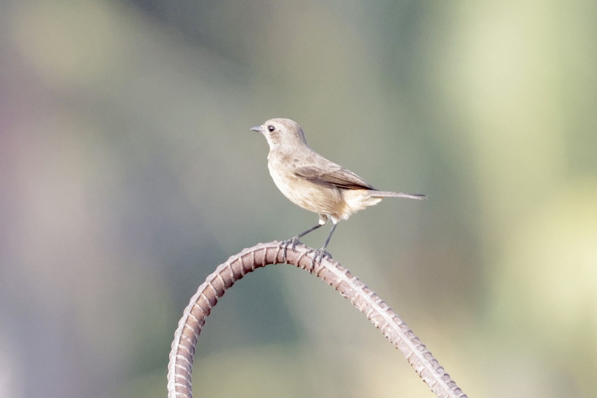 Черный чекан - ML644573245