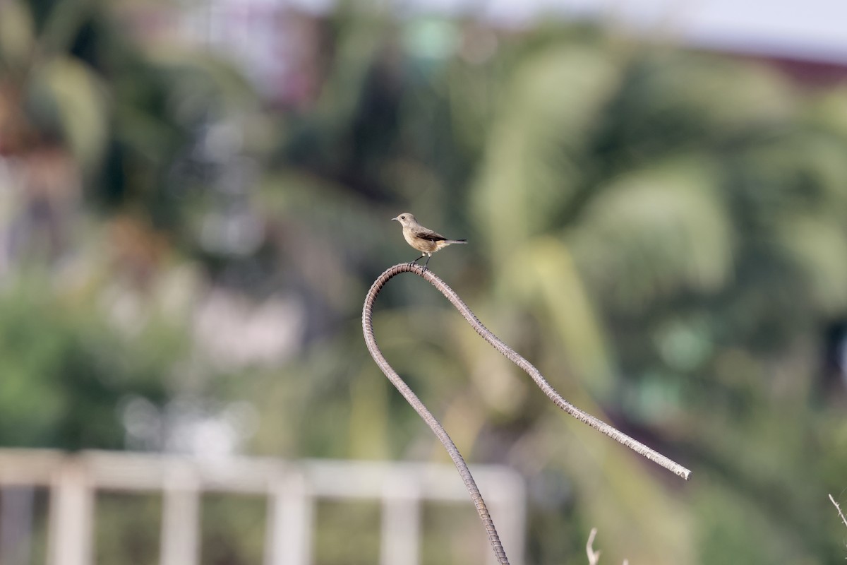 Черный чекан - ML644573246