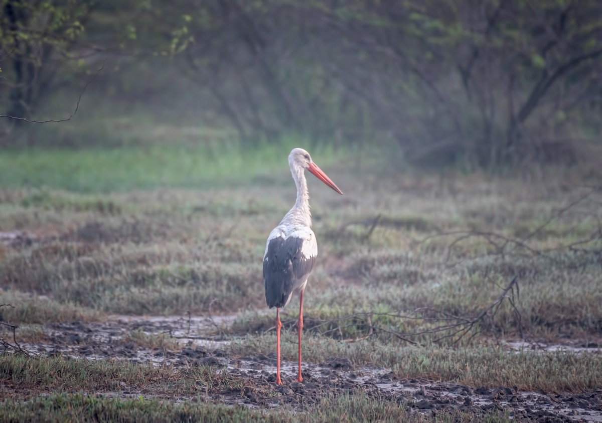 Белый аист - ML644573247