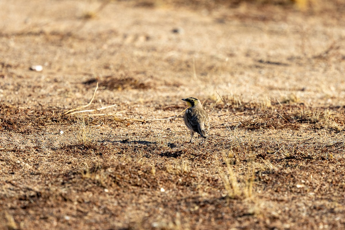 Рогатый жаворонок - ML644573248