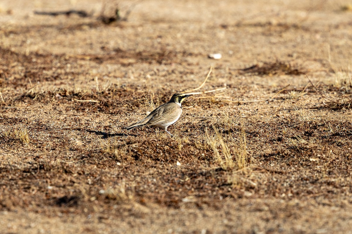 Рогатый жаворонок - ML644573249