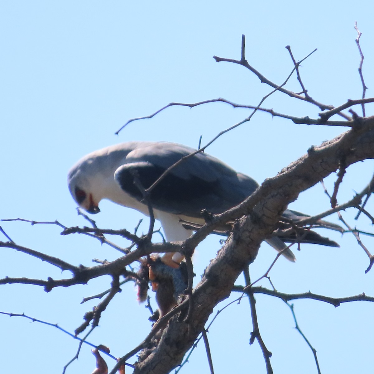 Дымчатый коршун - ML644573252