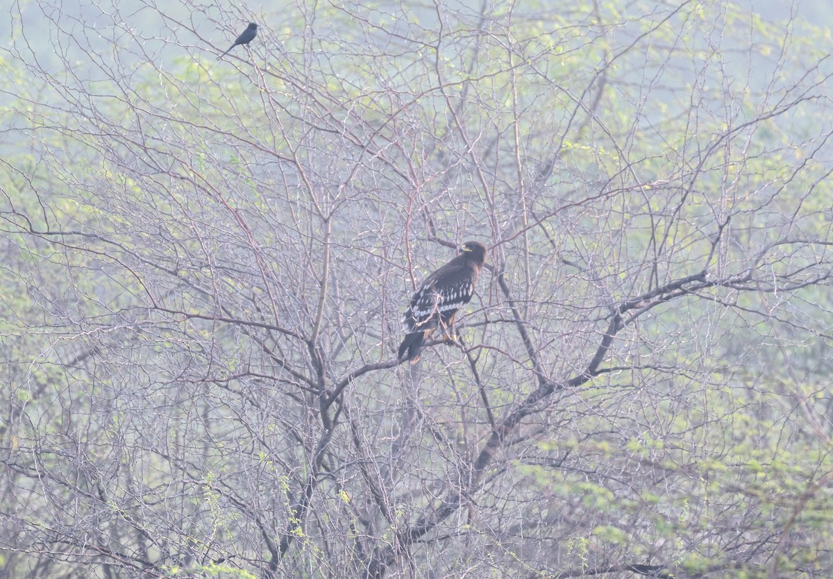 Большой подорлик - ML644573254