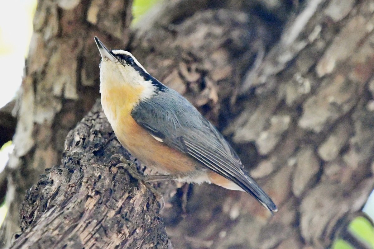 Канадский поползень - ML644573255