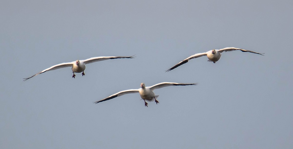 Белый гусь - ML644573257