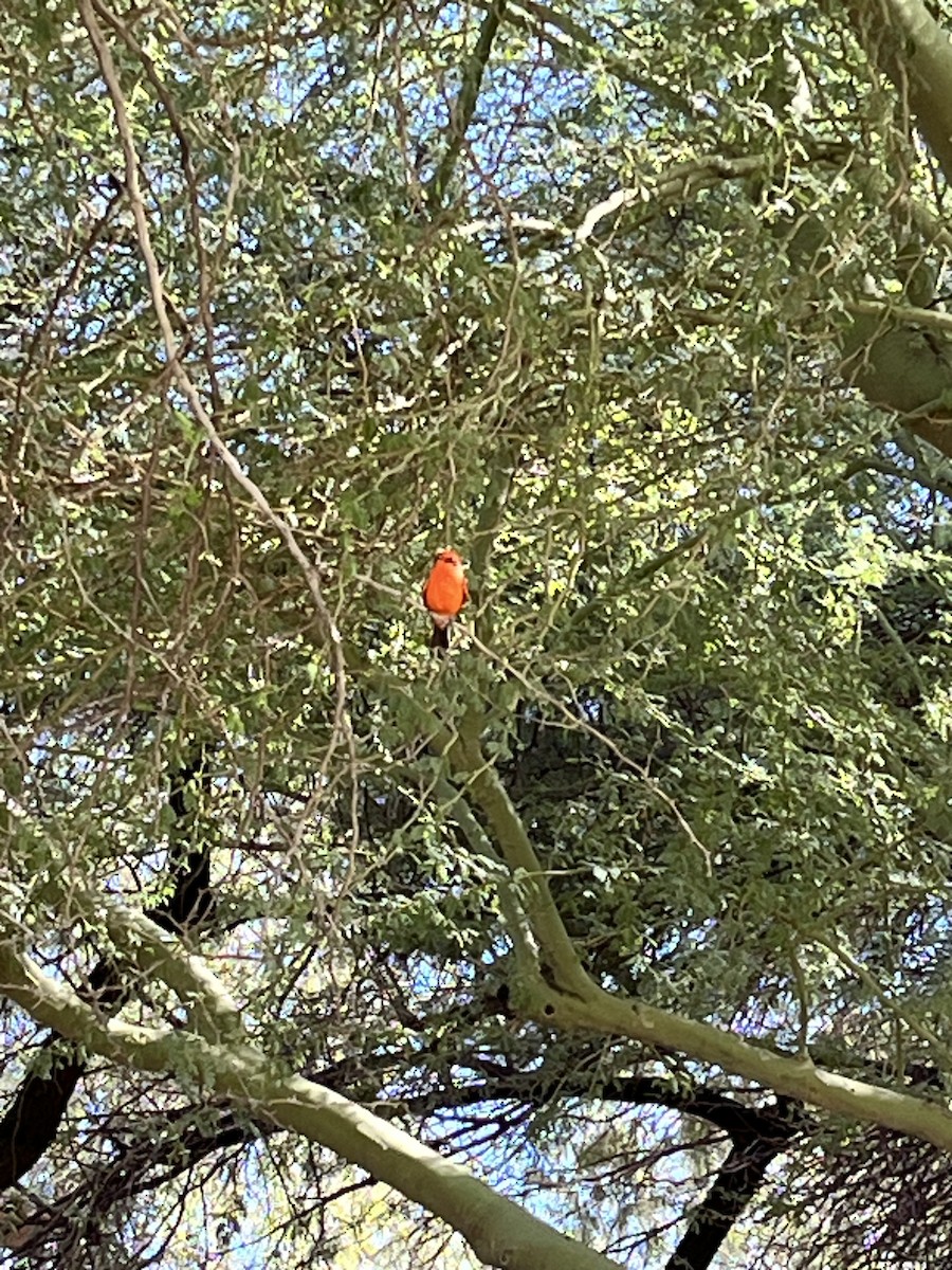 Красный мухолов - ML644573260