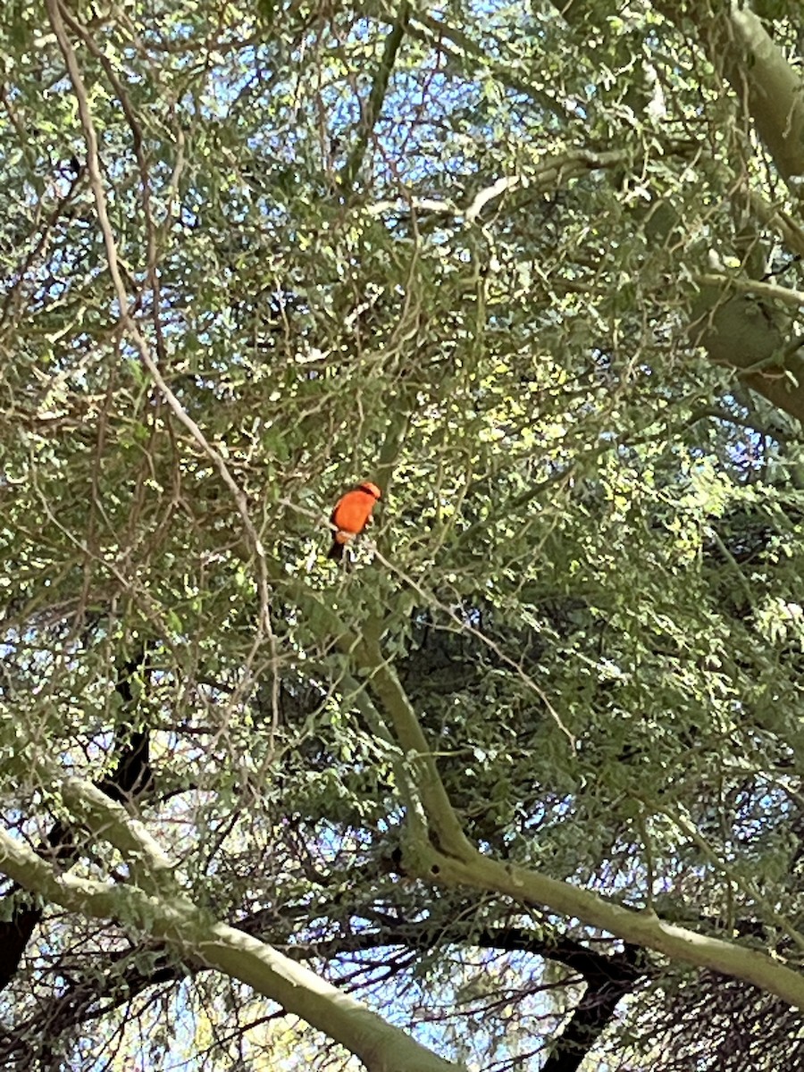 Красный мухолов - ML644573261