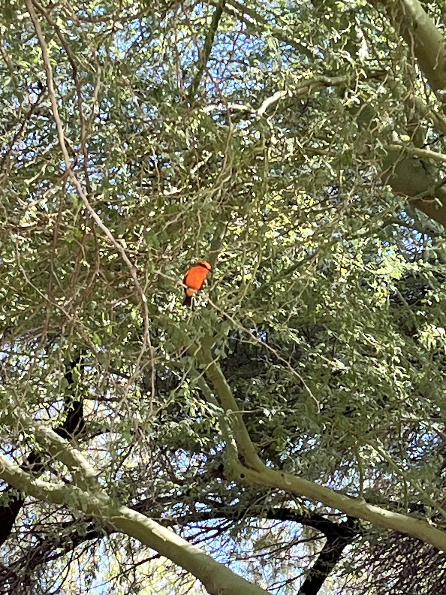 Красный мухолов - ML644573262