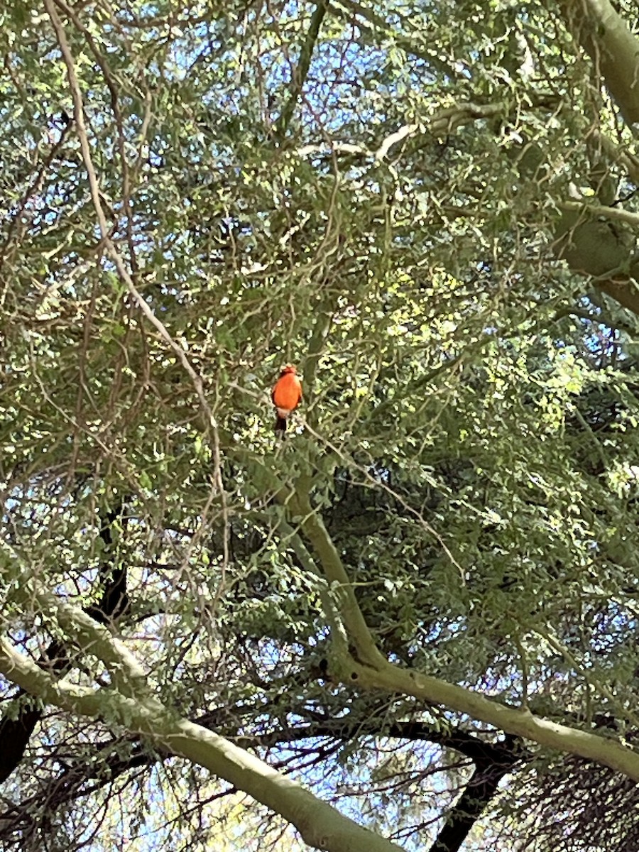 Красный мухолов - ML644573263