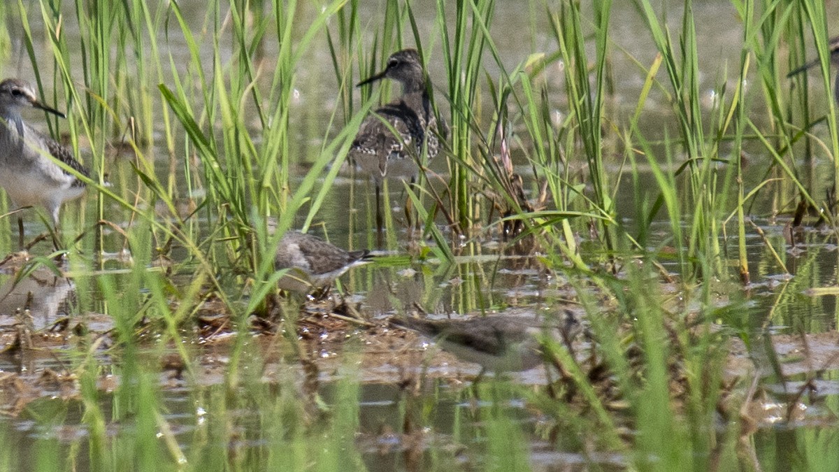 Фифи - ML644573269