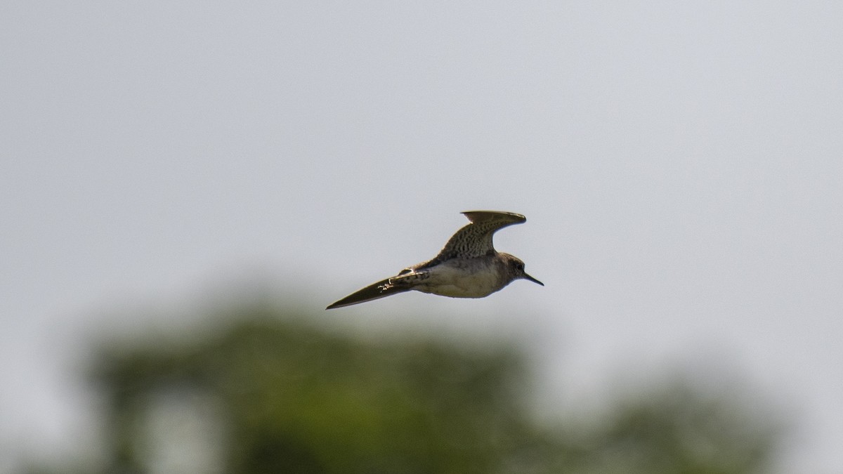 Фифи - ML644573270