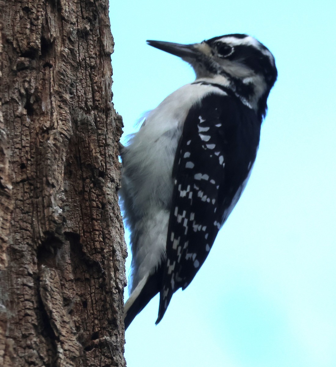 Волосатый дятел - ML644573273