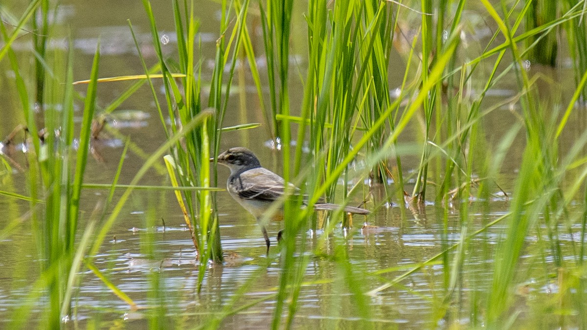 Жёлтая трясогузка - ML644573274
