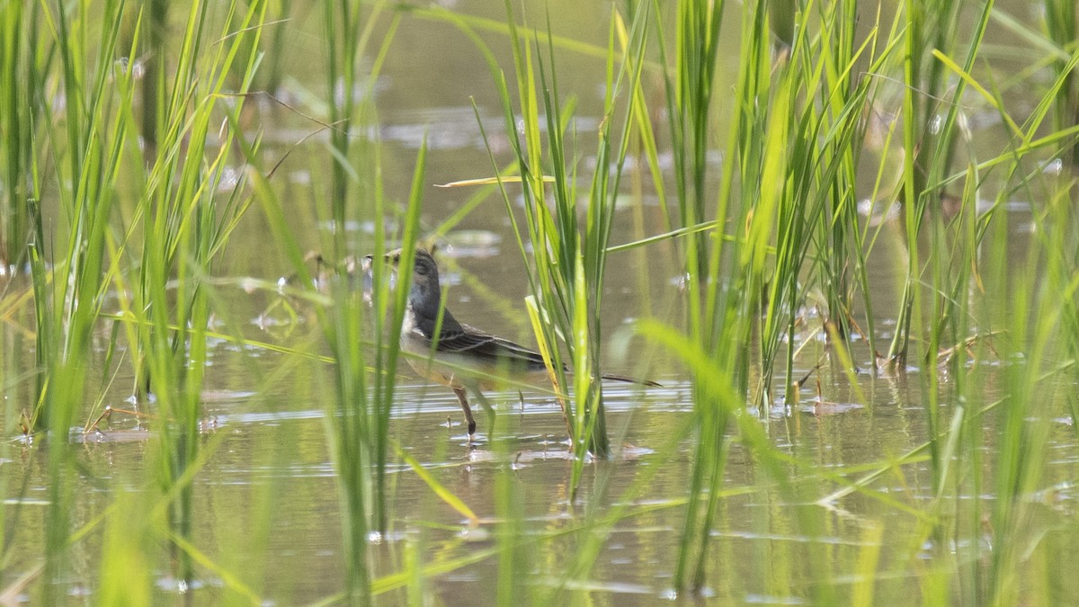 Жёлтая трясогузка - ML644573275