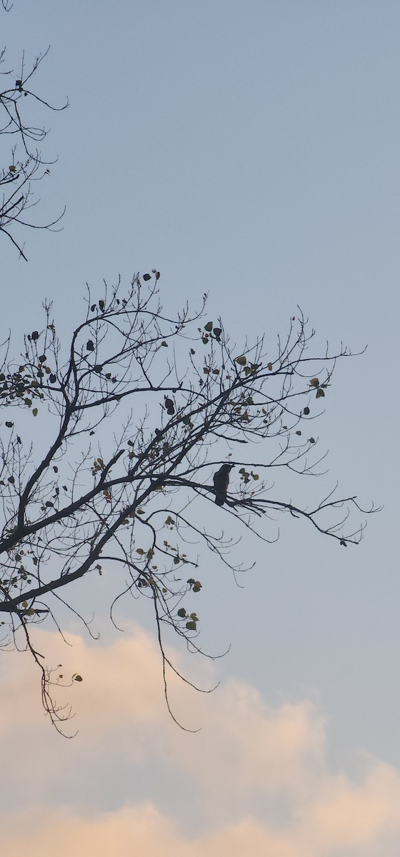 Leş Kargası - ML644573276