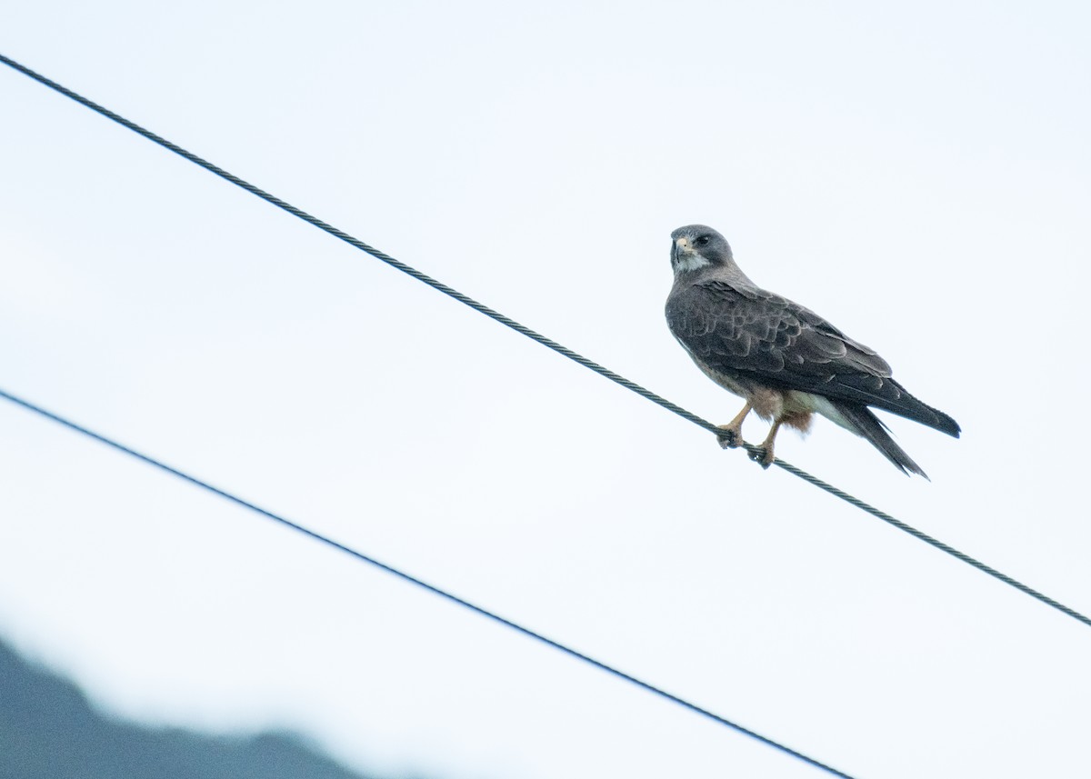 Куперов ястреб - ML644573279