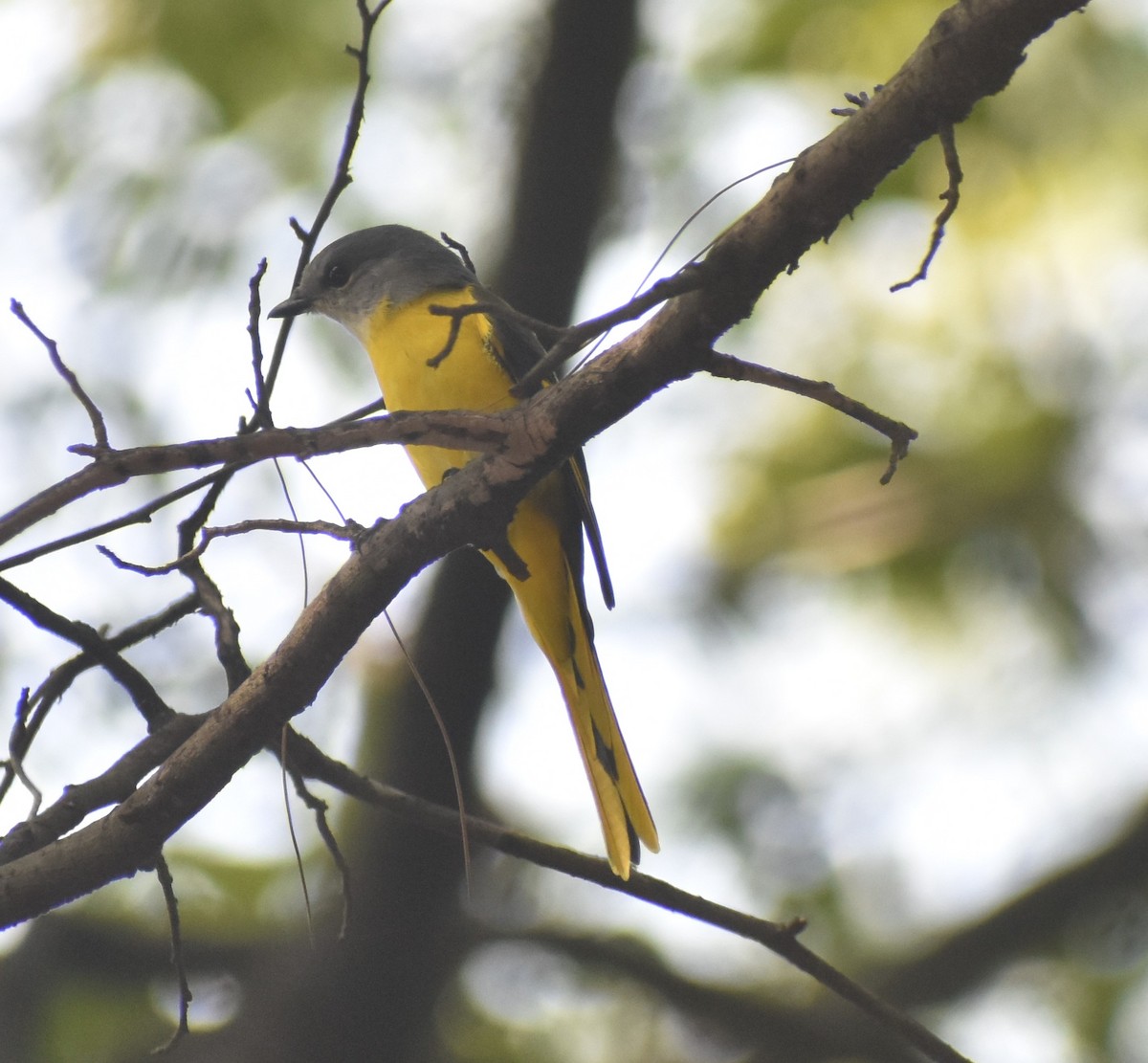 Личинкоїд сірощокий - ML644573280