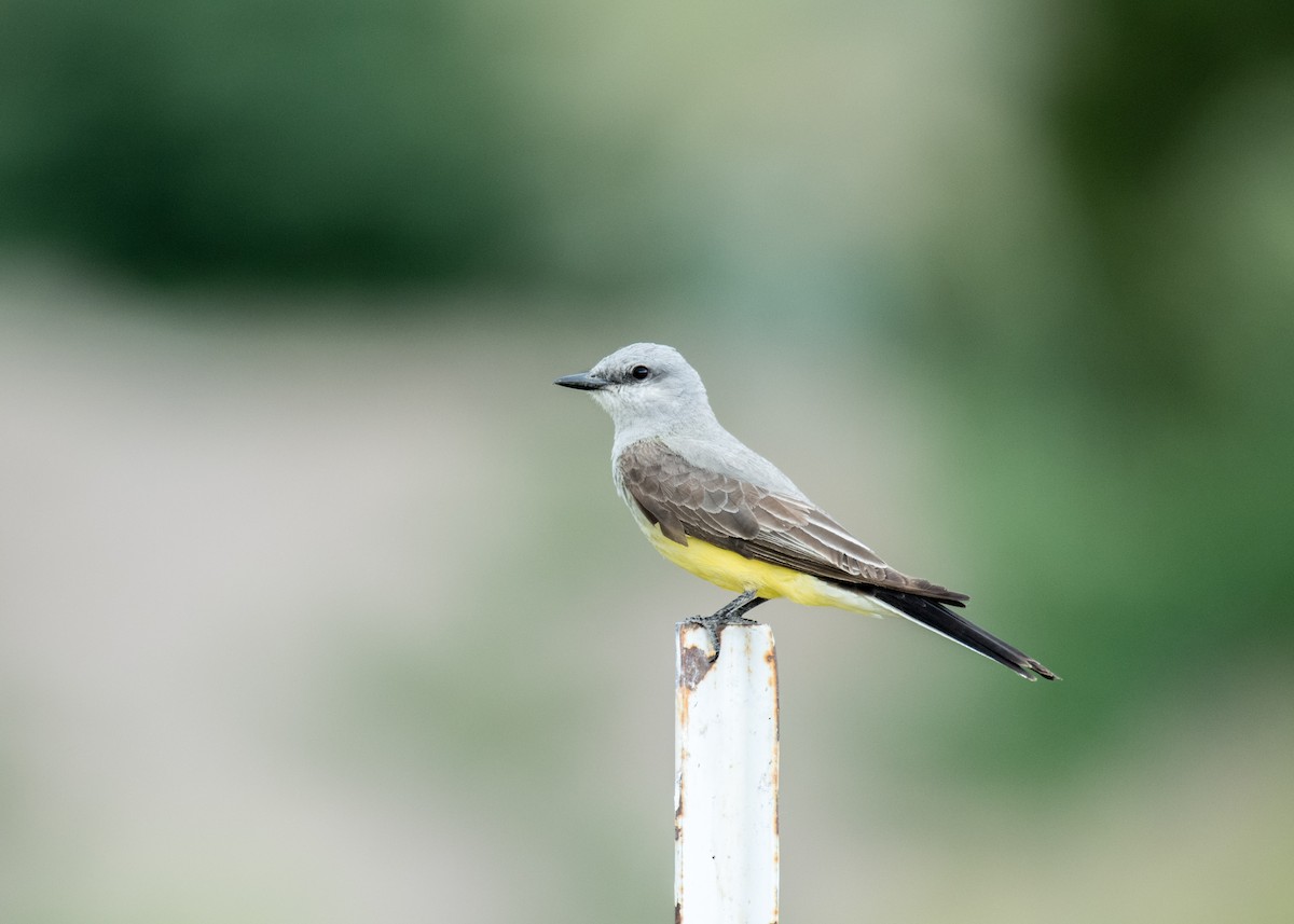 Western Kingbird - ML644573283