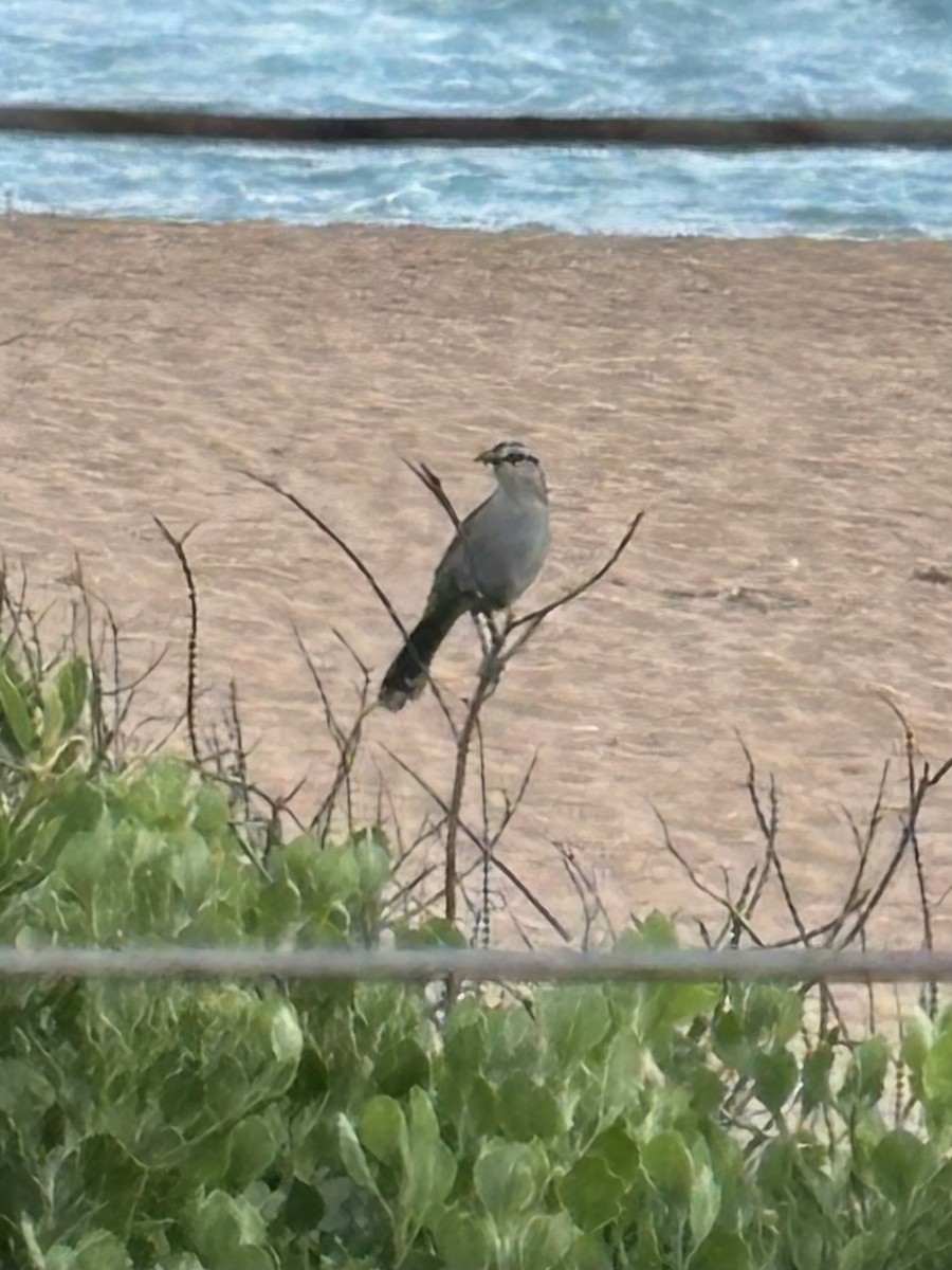 Southern Tchagra - ML644573299