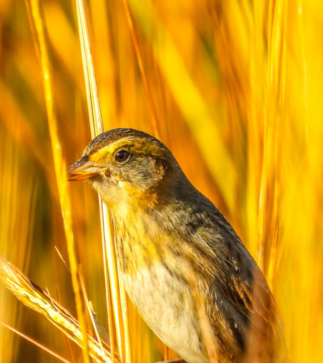 Nelson's Sparrow - ML644573300
