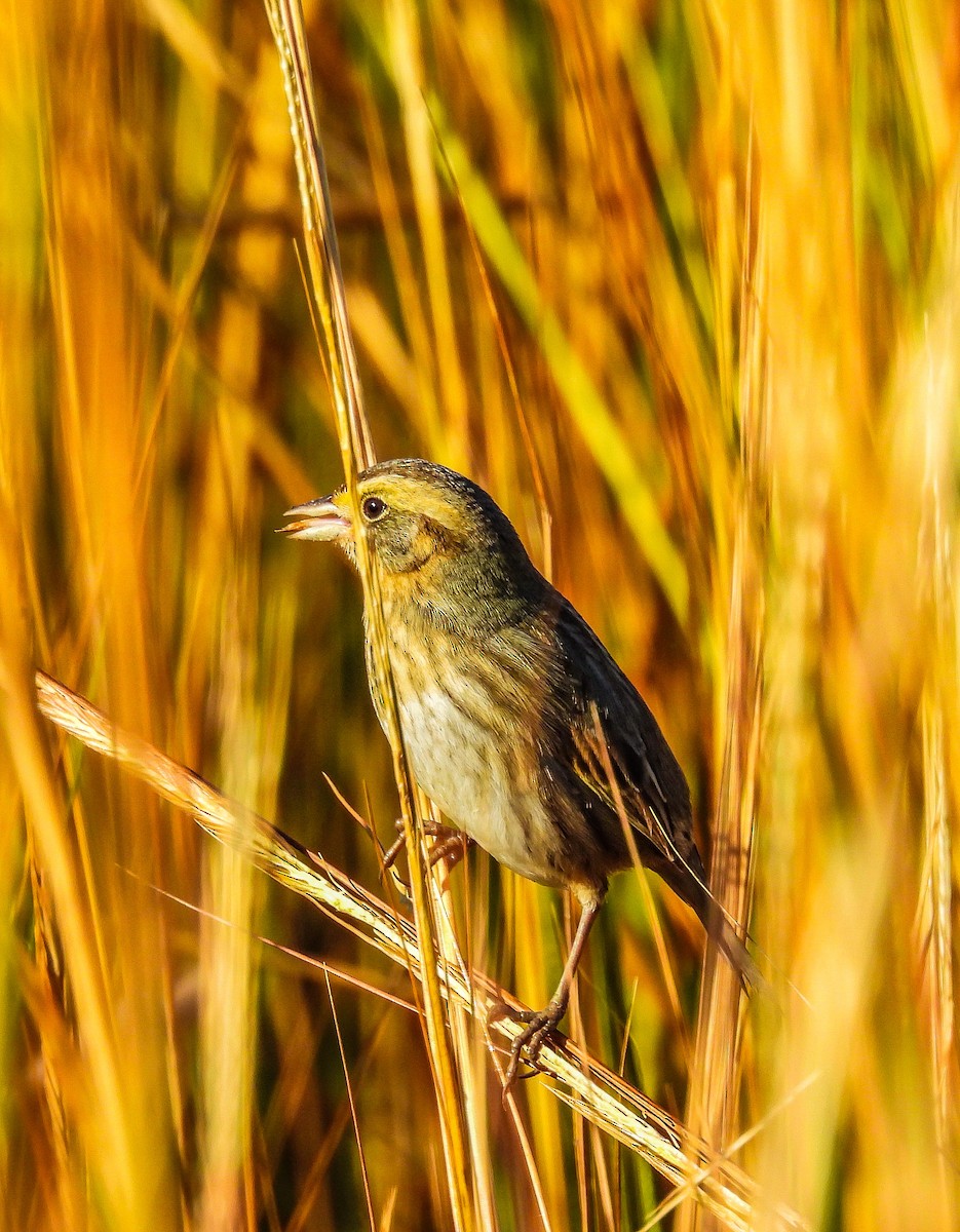 Nelson's Sparrow - ML644573301