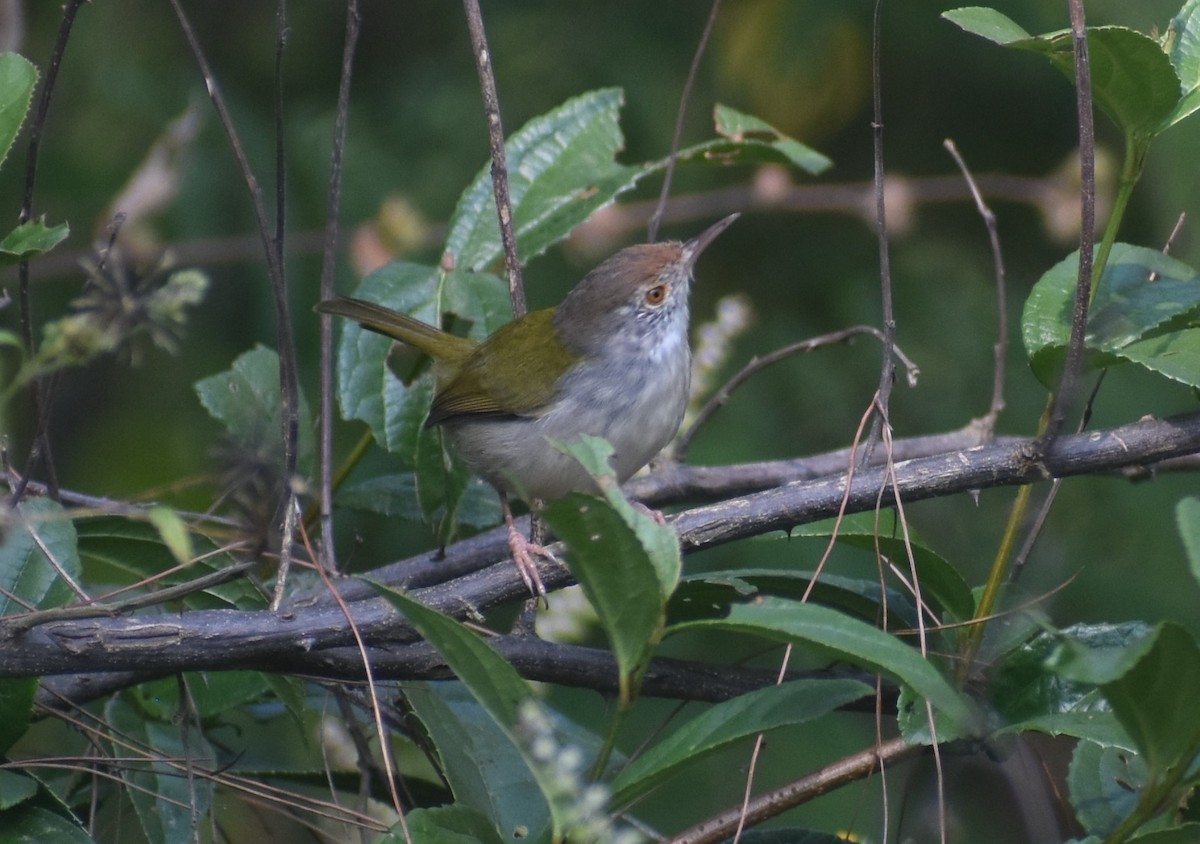 Common Tailorbird - ML644573312