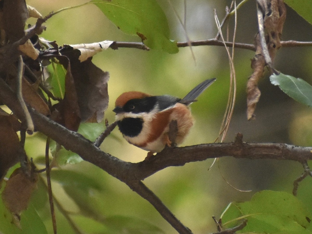 Black-throated Tit - ML644573325