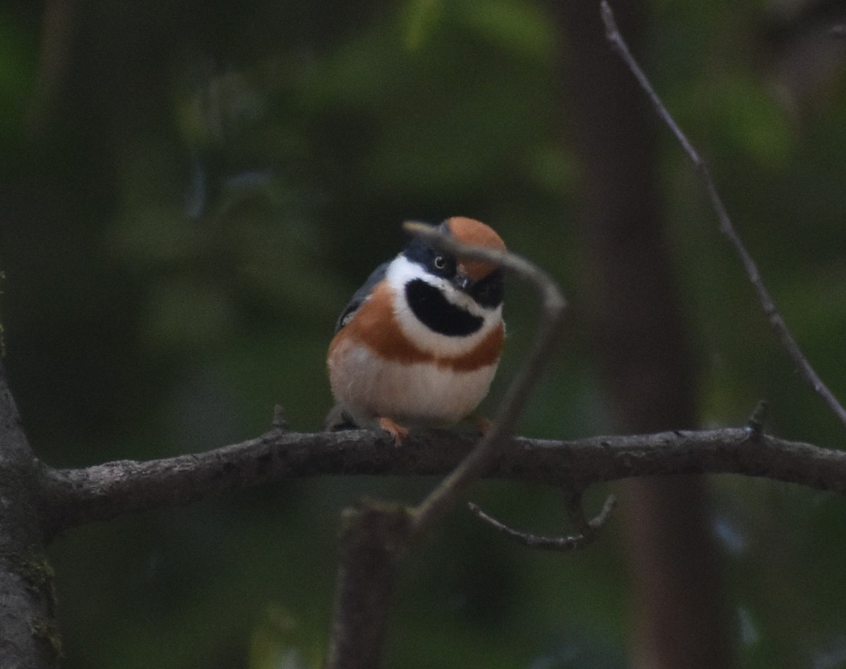 Black-throated Tit - ML644573326