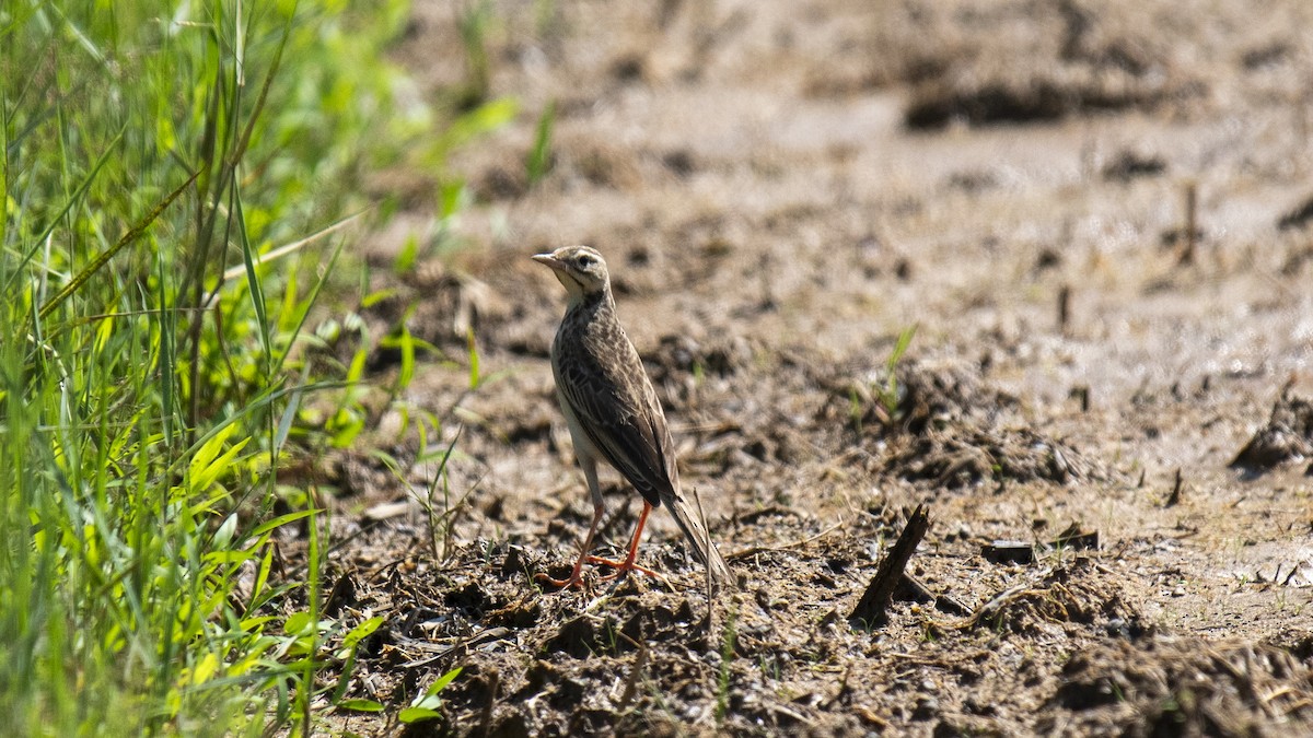 稻田鷚 - ML644573363
