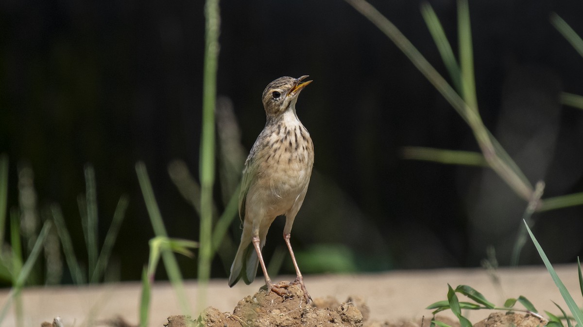 稻田鷚 - ML644573364