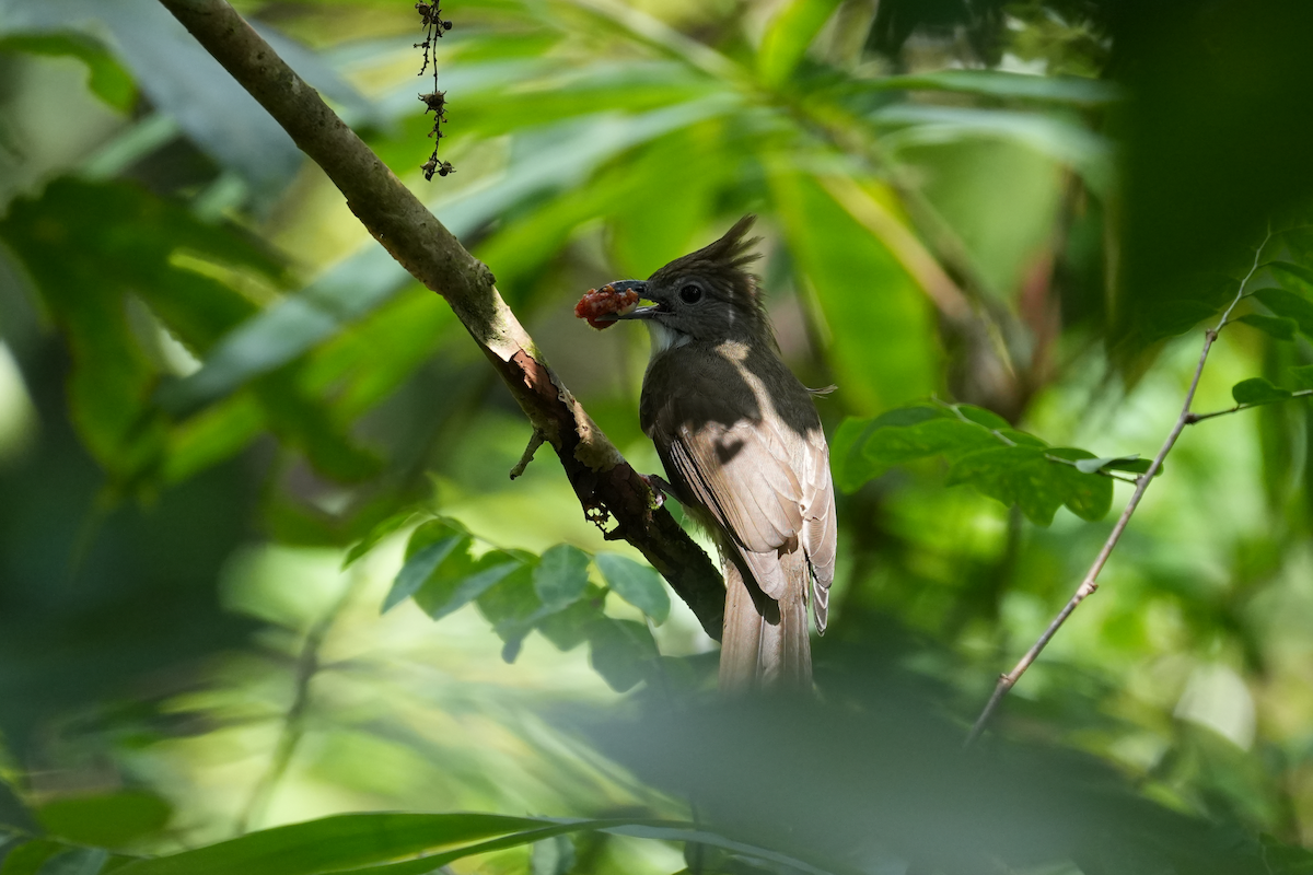 Bulbul ocré - ML644573368