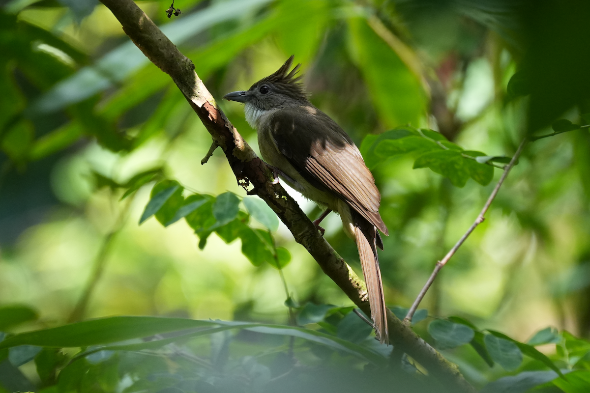 Bulbul ocré - ML644573369