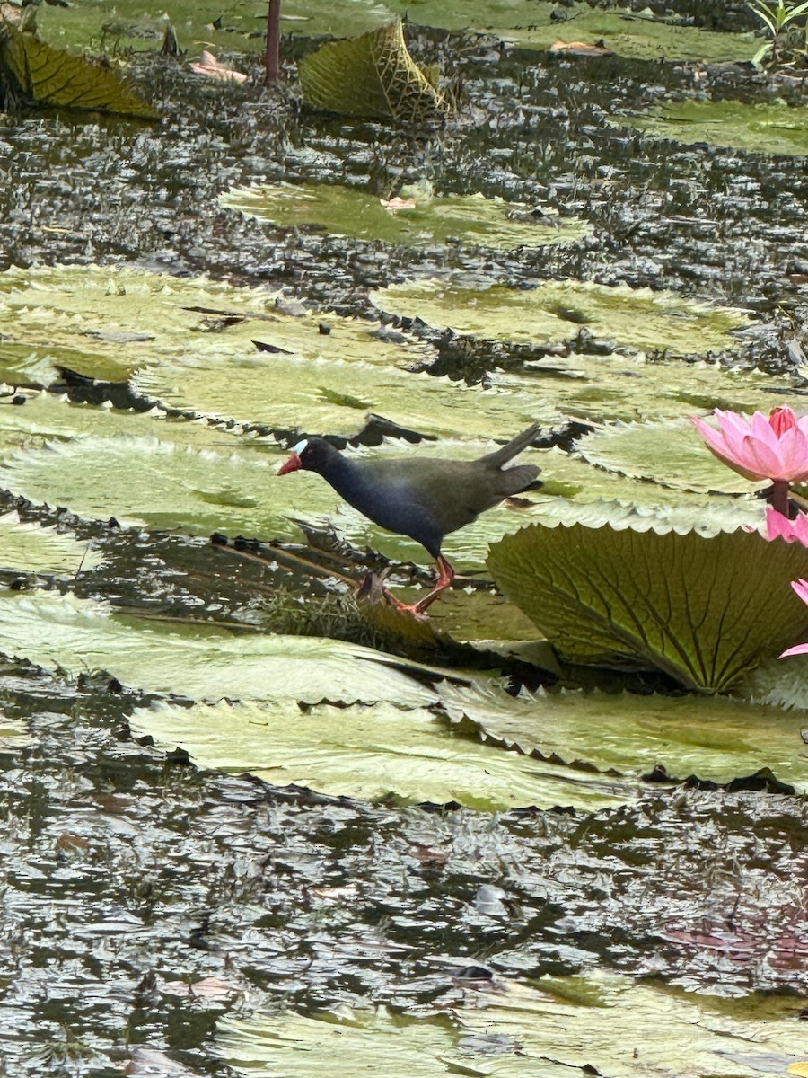 slípka modročelá - ML644573375