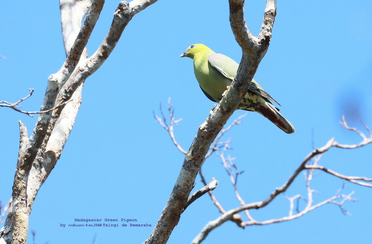 Madagascar Green-Pigeon - ML644573379