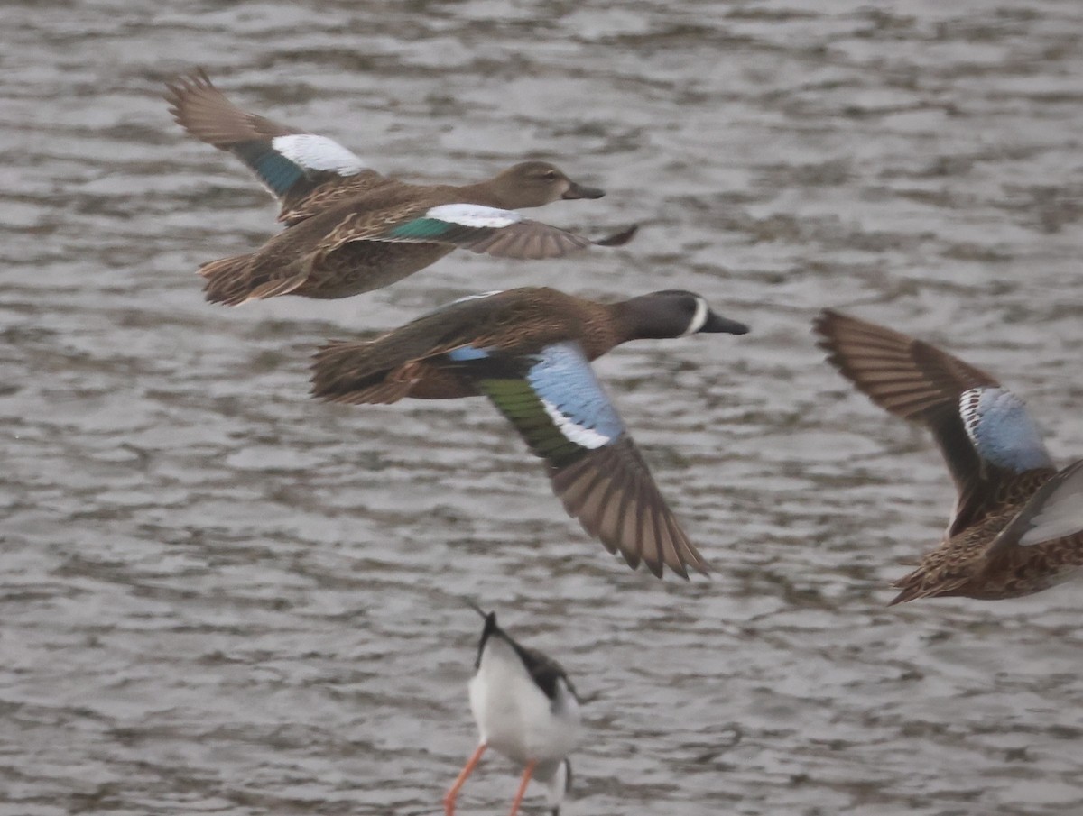 Cerceta Aliazul - ML644573396