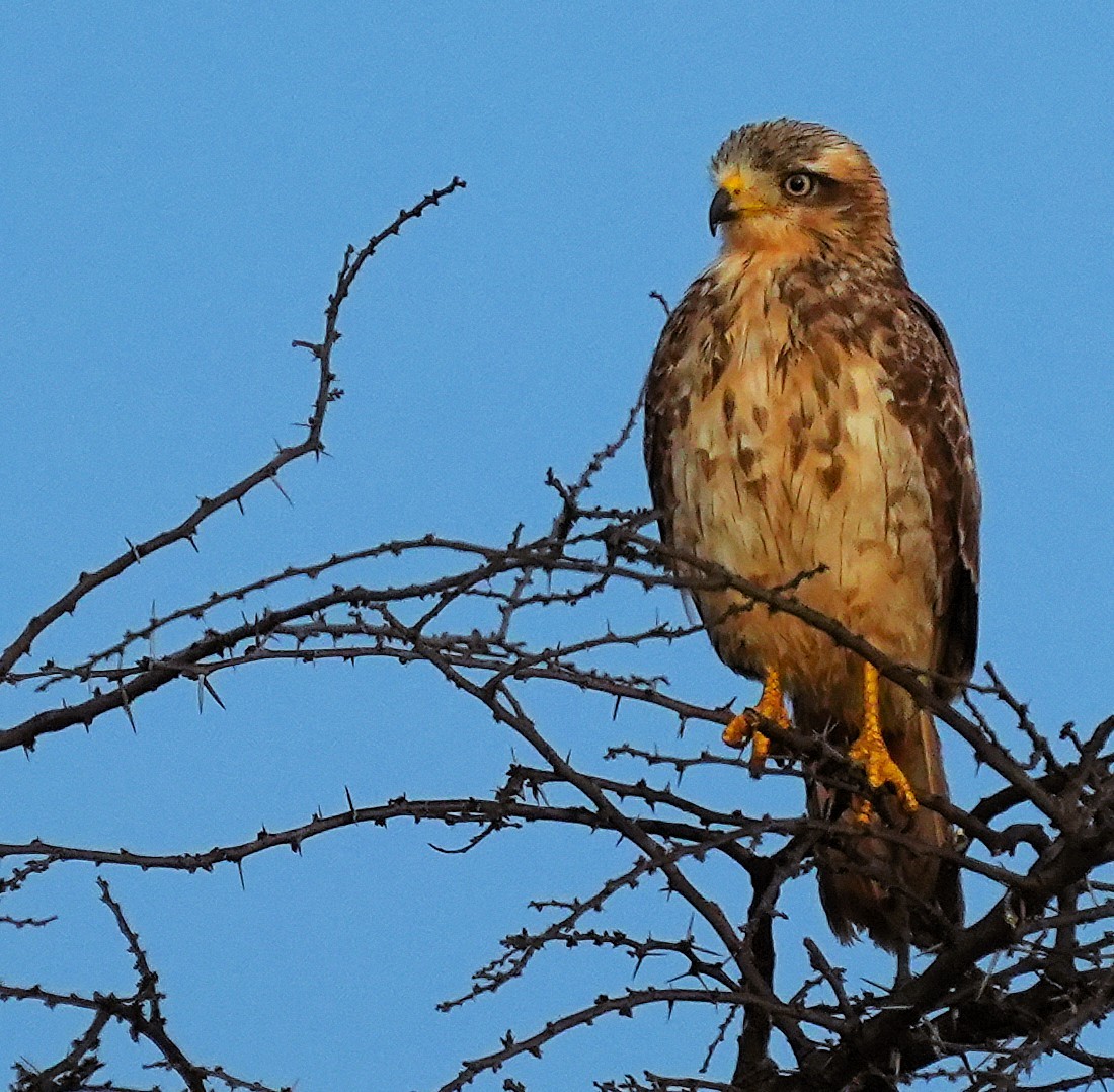 White-eyed Buzzard - ML644573398
