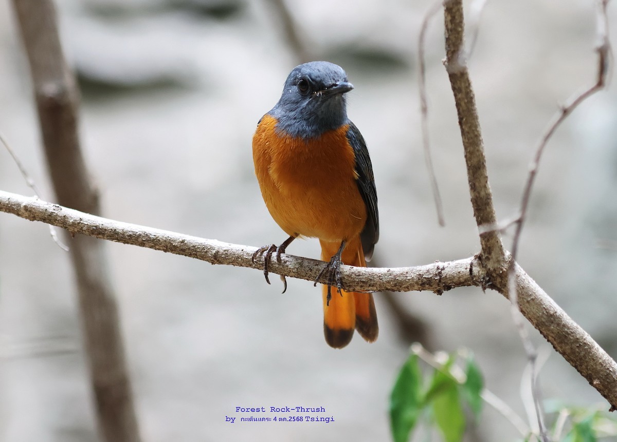 Monticole de forêt - ML644573399